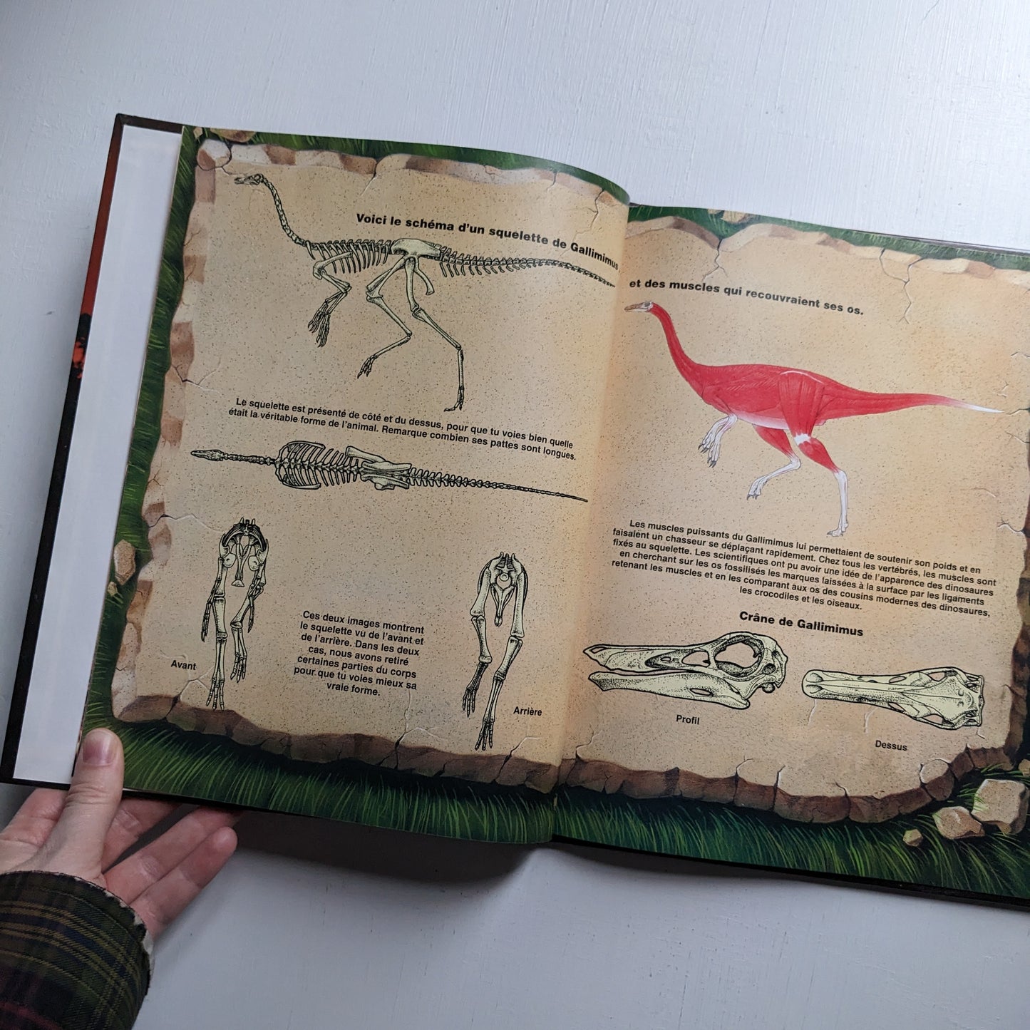 Jurassic Park : Gallimimus (6)