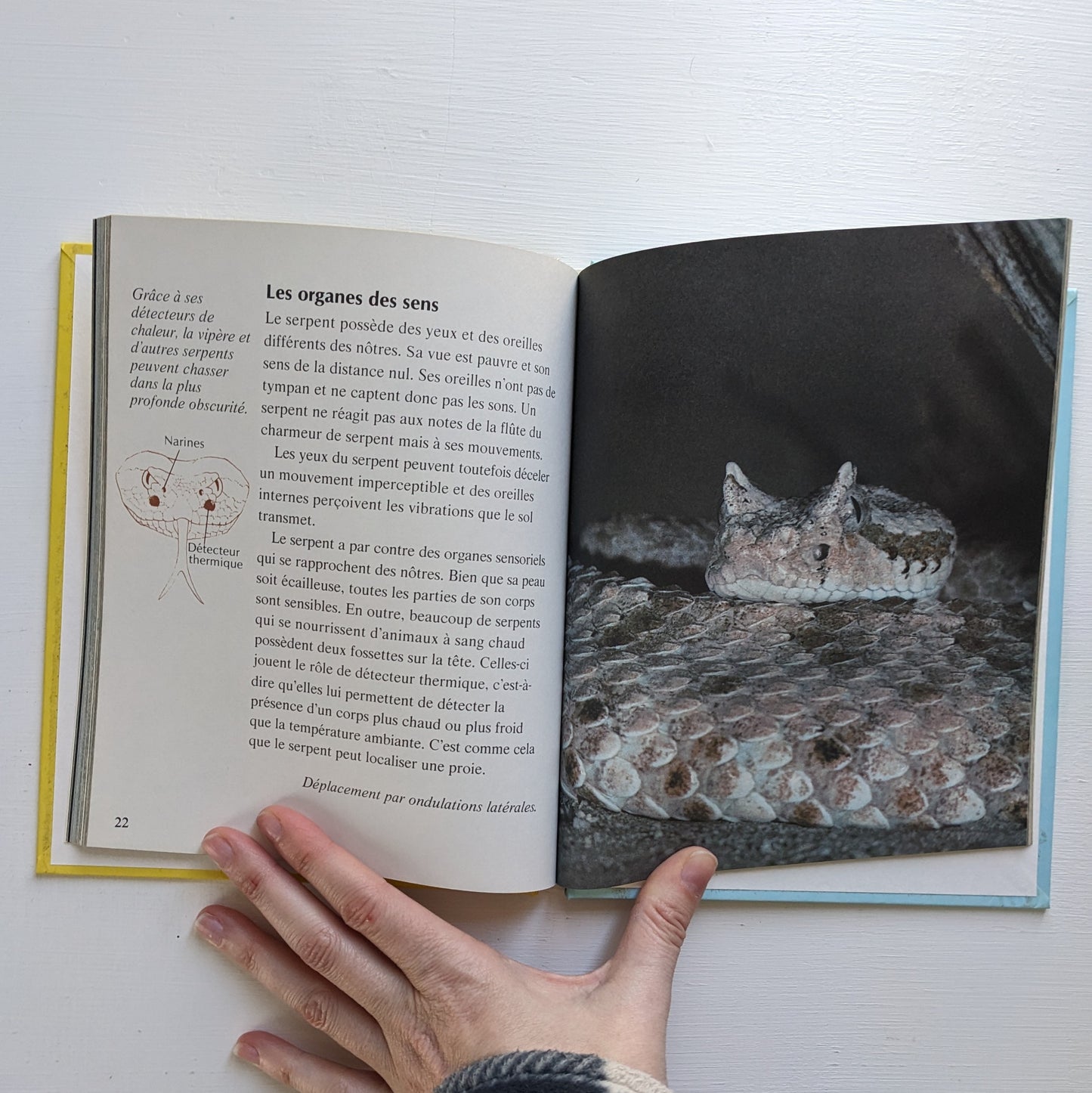 Je découvre... Le monde merveilleux des animaux : Le pélican / le serpent